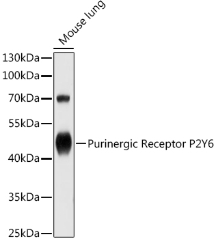 Western blot analysis of extracts of Mouse lung using Purinergic Receptor P2Y6 Polyclonal Antibody at 1:1000 dilution.