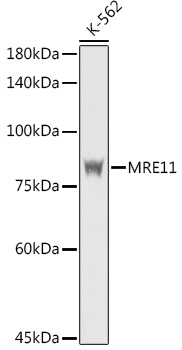 Western blot analysis of extracts of K-562 cells using MRE11 Polyclonal Antibody at 1:1000 dilution.