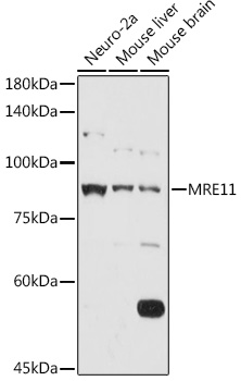 Western blot analysis of extracts of various cell lines using MRE11 Polyclonal Antibody at 1:1000 dilution.