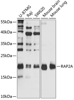 Western blot analysis of extracts of various cell lines using RAP2A Polyclonal Antibody at 1:1000 dilution.