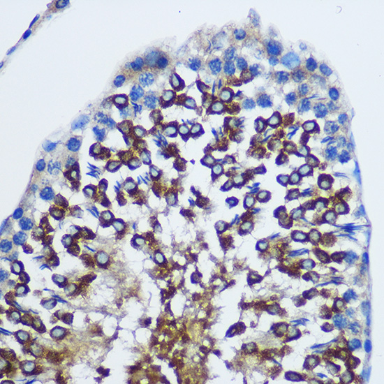 Immunohistochemistry of paraffin-embedded Rat testis using STAT4 Polyclonal Antibody at dilution of 1:100 (40x lens).Perform microwave antigen retrieval with 10 mM PBS buffer pH 7.2 before commencing with IHC staining protocol.