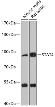 Western blot analysis of extracts of various cell lines using STAT4 Polyclonal Antibody at 1:3000 dilution.