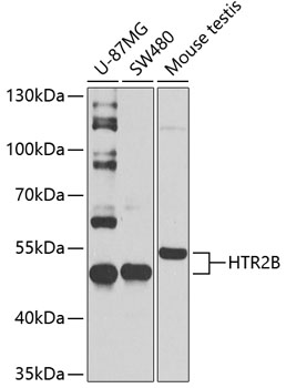 Western blot analysis of extracts of various cell lines using HTR2B Polyclonal Antibody at 1:1000 dilution.