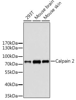 Western blot analysis of extracts of various cell lines using Calpain 2 Polyclonal Antibody