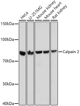 Western blot analysis of extracts of various cell lines using Calpain 2 Polyclonal Antibody at 1:1000 dilution.