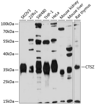 Western blot analysis of extracts of various cell lines using CTSZ Polyclonal Antibody at 1:1000 dilution.