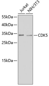 Western blot analysis of extracts of various cell lines using CDK5 Polyclonal Antibody