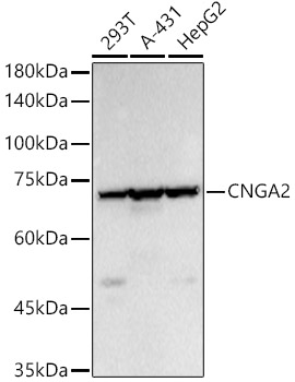 Western blot analysis of various lysates using CNGA2 Polyclonal Antibody at 1:400 dilution.