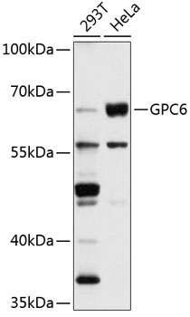 Western blot analysis of extracts of various cell lines using GPC6 Polyclonal Antibody at 1:1000 dilution.