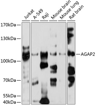 Western blot analysis of extracts of various cell lines using AGAP2 Polyclonal Antibody at 1:1000 dilution.