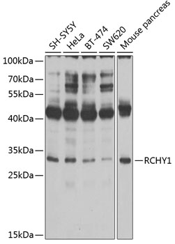 Western blot analysis of extracts of various cell lines using RCHY1 Polyclonal Antibody at 1:1000 dilution.