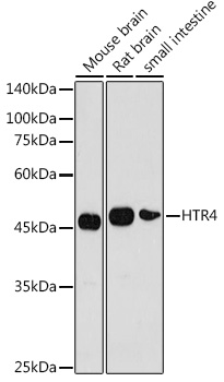 Western blot analysis of extracts of various cell lines using HTR4 Polyclonal Antibody at 1:1000 dilution.