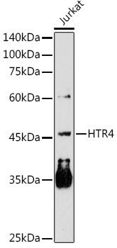 Western blot analysis of extracts of Jurkat cells using HTR4 Polyclonal Antibody at 1:1000 dilution.