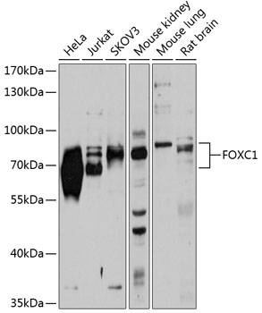 Western blot analysis of extracts of various cell lines using FOXC1 Polyclonal Antibody at 1:1000 dilution.