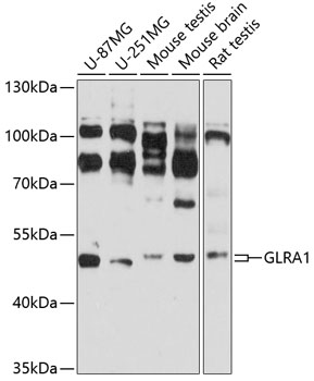 Western blot analysis of extracts of various cell lines using GLRA1 Polyclonal Antibody at 1:3000 dilution.