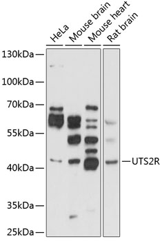 Western blot analysis of extracts of various cell lines using UTS2R Polyclonal Antibody at 1:1000 dilution.