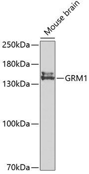 Western blot analysis of extracts of mouse brain using GRM1 Polyclonal Antibody at 1:500 dilution.