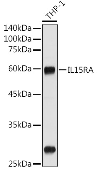 Western blot analysis of extracts of THP-1 cells using CD215/IL-15R alpha Polyclonal Antibody at 1:1000 dilution.