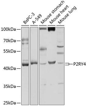 Western blot analysis of extracts of various cell lines using P2RY4 Polyclonal Antibody at 1:1000 dilution.