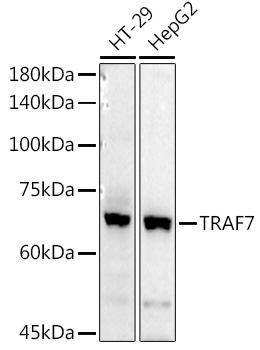 Western blot analysis of extracts of various cell lines using TRAF7 Polyclonal Antibody at 1:1000 dilution.