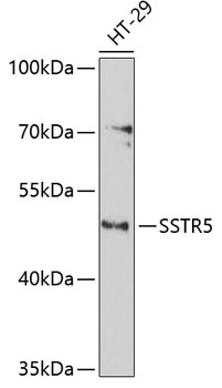 Western blot analysis of extracts of HT-29 cells using SSTR5 Polyclonal Antibody at 1:1000 dilution.