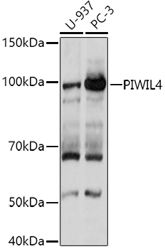 Western blot analysis of extracts of various cell lines using PIWIL4 Polyclonal Antibody at 1:1000 dilution.