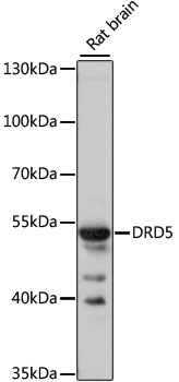 Western blot analysis of extracts of rat brain using DRD5 Polyclonal Antibody at 1:1000 dilution.