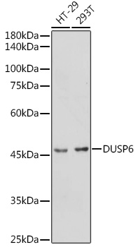 Western blot analysis of extracts of various cell lines using DUSP6 Polyclonal Antibody at 1:1000 dilution.