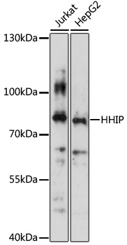 Western blot analysis of extracts of various cell line using HHIP Polyclonal Antibody at 1:3000 dilution.