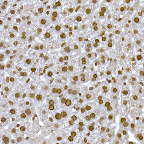 Immunohistochemistry of paraffin-embedded mouse liver using HIST1H1C Polyclonal Antibody at dilution of 1:200 (40x lens).Perform high pressure antigen retrieval with 10 mM citrate buffer pH 6.0 before commencing with IHC staining protocol.