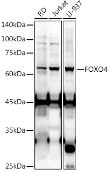 Western blot analysis of extracts of various cell lines using FOXO4 Polyclonal Antibody at 1:1000 dilution.