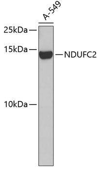 Western blot analysis of extracts of A-549 cells using NDUFC2 Polyclonal Antibody