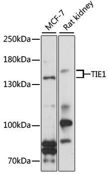 Western blot analysis of extracts of various cell lines using TIE1 Polyclonal Antibody at 1:1000 dilution.