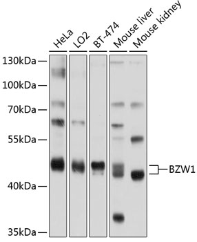 Western blot analysis of extracts of various cell lines using BZW1 Polyclonal Antibody at 1:1000 dilution.