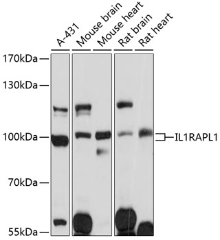 Western blot analysis of extracts of various cell lines using IL1RAPL1 Polyclonal Antibody at 1:3000 dilution.