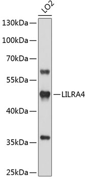 Western blot analysis of extracts of LO2 cells using LILRA4 Polyclonal Antibody at 1:1000 dilution.