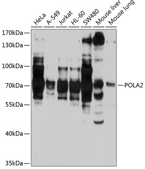 Western blot analysis of extracts of various cell lines using POLA2 Polyclonal Antibody at 1:1000 dilution.