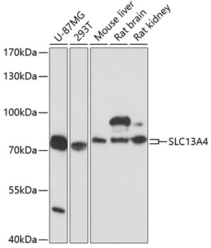 Western blot analysis of extracts of various cell lines using SLC13A4 Polyclonal Antibody at 1:3000 dilution.