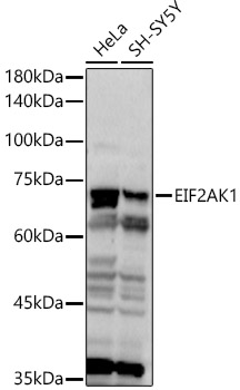 Western blot analysis of various lysates using EIF2AK1 Polyclonal Antibody at 1:1000 dilution.