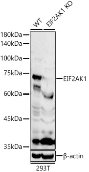 Western blot analysis of extracts from wild type(WT) and EIF2AK1 knockout (KO) 293T cells using EIF2AK1 Polyclonal Antibody at 1:1000 dilution.