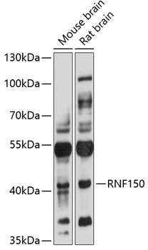 Western blot analysis of extracts of various cell lines using RNF150 Polyclonal Antibody at 1:3000 dilution.