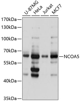 Western blot analysis of extracts of various cell lines using NCOA5 Polyclonal Antibody at 1:3000 dilution.