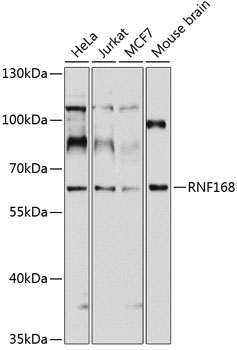 Western blot analysis of extracts of various cell lines using RNF168 Polyclonal Antibody at 1:1000 dilution.