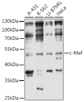 Western blot analysis of extracts of various cell lines using c-Maf Polyclonal Antibody at 1:3000 dilution.