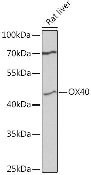 Western blot analysis of extracts of rat liver using CD134/OX40 Polyclonal Antibody at 1:3000 dilution.