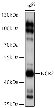 Western blot analysis of extracts of Raji cells using NCR2 Polyclonal Antibody at 1:1000 dilution.