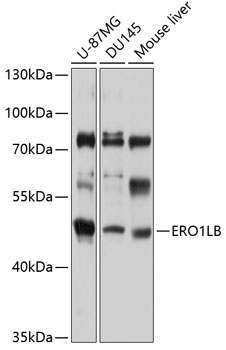 Western blot analysis of extracts of various cell lines using ERO1LB Polyclonal Antibody at 1:1000 dilution.