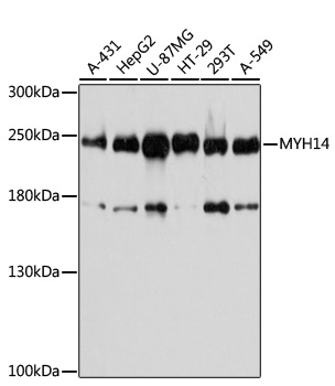 Western blot analysis of extracts of various cell lines using MYH14 Polyclonal Antibody at 1:1000 dilution.