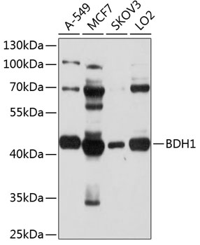 Western blot analysis of extracts of various cell lines using BDH1 Polyclonal Antibody at 1:1000 dilution.