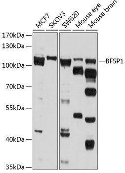 Western blot analysis of extracts of various cell lines using BFSP1 Polyclonal Antibody at 1:1000 dilution.